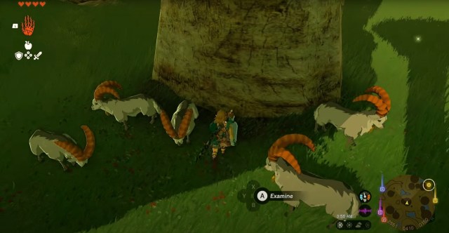 White Goats Gone Missing Zelda: Tears of the Kingdom